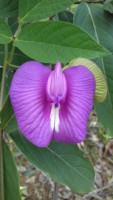 clitoria rosa uma bela trepadeira 15 sementes
