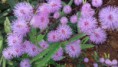dormideira rosa 20 sementes