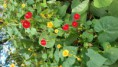 trepadeira flores  amarela e vermelha 20 sementes