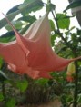 Trombeta de anho rosa